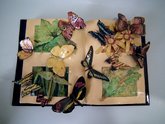 French Majolica Specimen Book with Butterflies